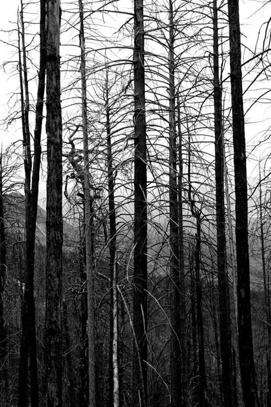 Trees Art Print featuring the photograph After the Fire by Joe Kozlowski