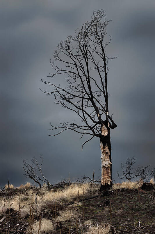 Burn Art Print featuring the photograph After the Fire by Kathleen Bishop