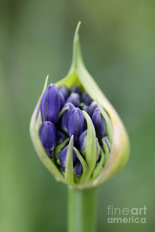 Agapanthus Praecox Art Print featuring the photograph Agapanthus praecox Purple delight by Neil Overy