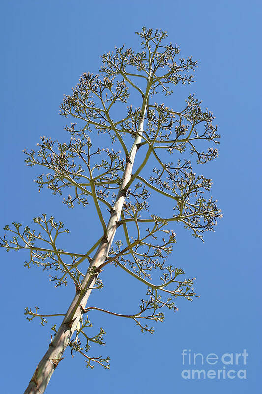 Agave Art Print featuring the photograph Agave With Flowering Stalk by Richard and Ellen Thane
