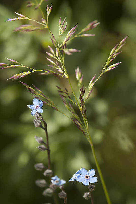 Alaska Art Print featuring the photograph Alaskan Forget-Me-Nots by Richard Smith