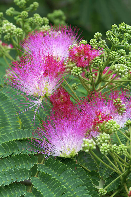 Silk Tree Art Print featuring the photograph Albizia Julibrissin Ombrella 'rose' by Brian Gadsby/science Photo Library