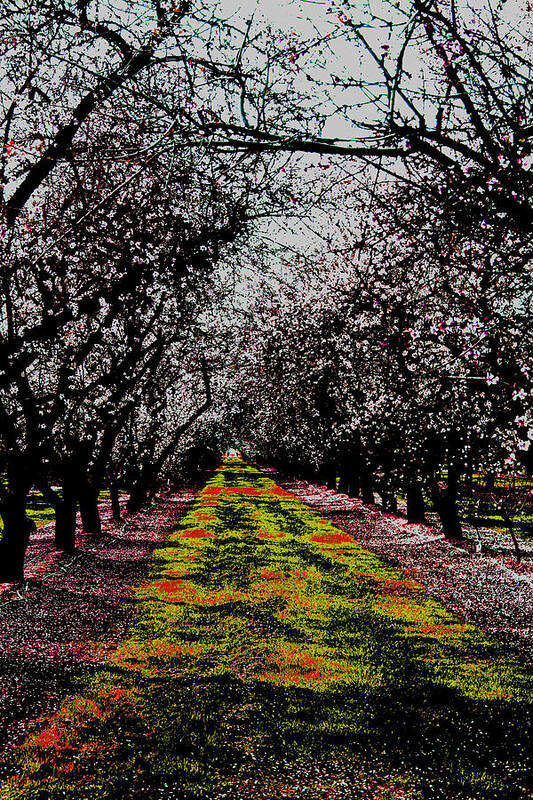 Almonds Art Print featuring the photograph Almond Trees in Bloom by Joseph Coulombe