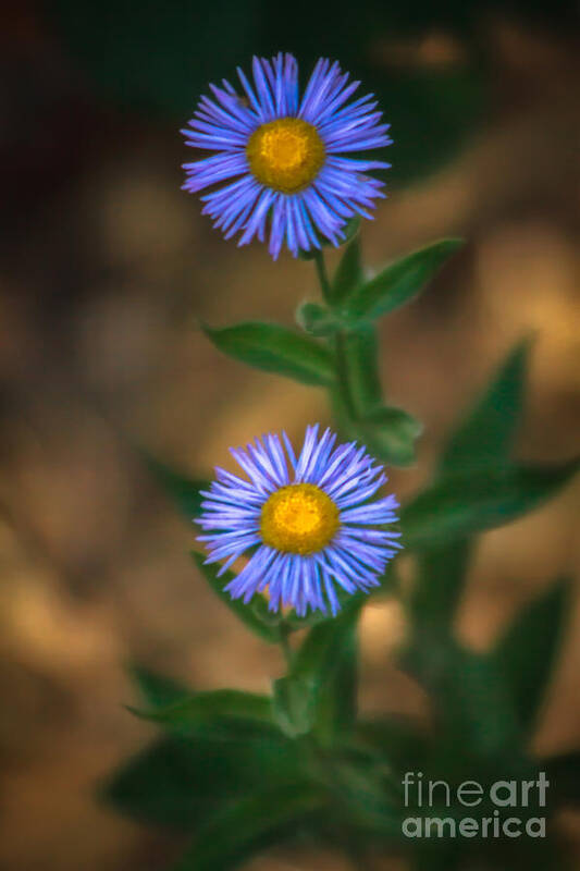 Wild Flowers Art Print featuring the photograph Alpine Aster by Robert Bales