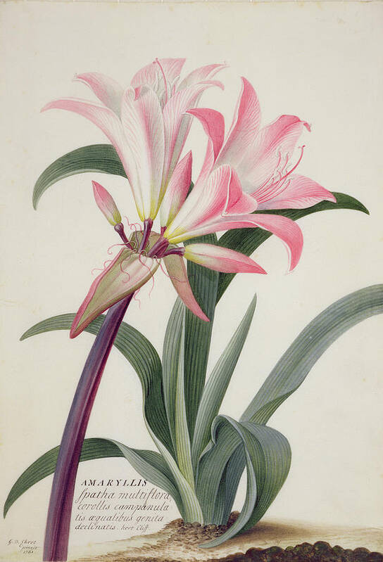 Belladonna Lily Art Print featuring the painting Amaryllis Belladonna, 1761 by Georg Dionysius Ehret