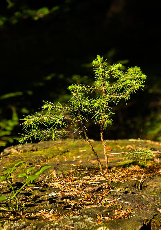 Tree Art Print featuring the photograph Ambitious Spruce by Andreas Berthold