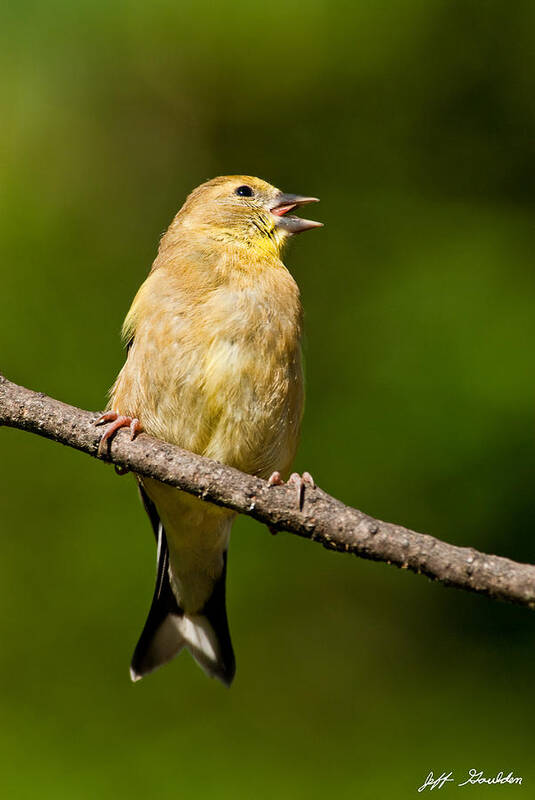 American Goldfinch Art Print featuring the photograph American Goldfinch Singing by Jeff Goulden