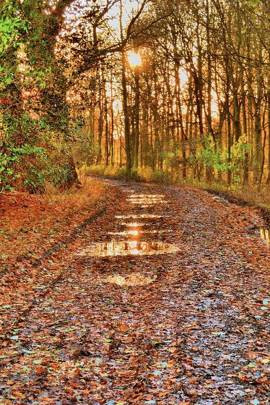 Sunset Art Print featuring the photograph An Autumn Track by Dave Woodbridge