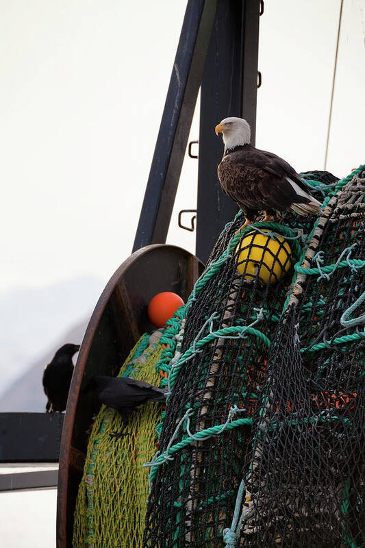 Alertness Art Print featuring the photograph An Eagle Sits On The Fishing Nets On A by Marion Owen / Design Pics