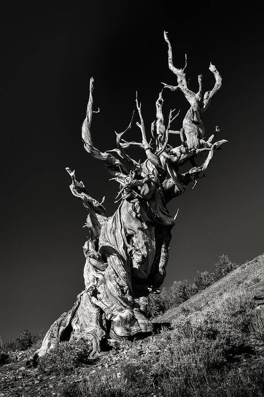 Bristlecone Pine Art Print featuring the photograph Ancient by Joseph Smith