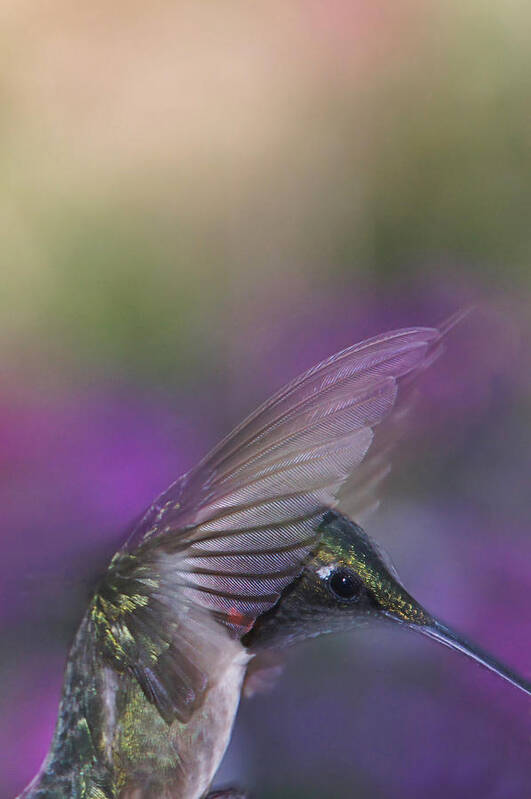 Ruby-throated Hummingbird Art Print featuring the photograph Angelic Presence by Leda Robertson