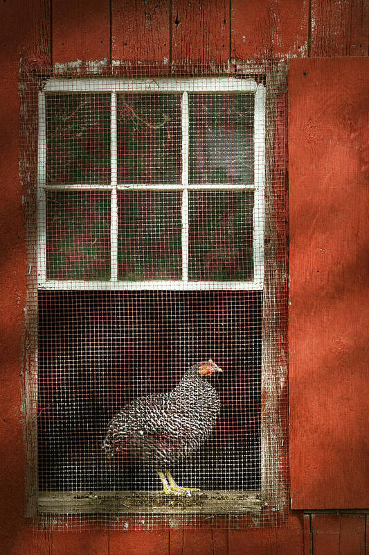 Chick Art Print featuring the photograph Animal - Bird - Chicken in a window by Mike Savad