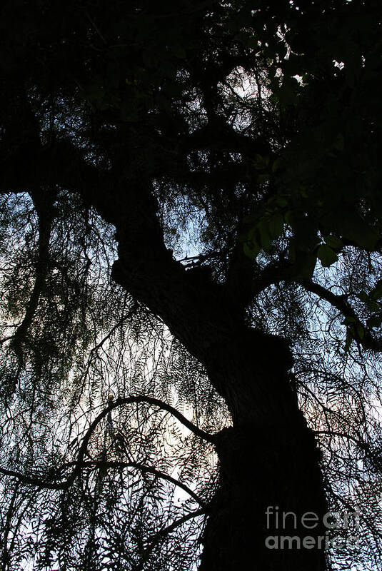 California Pepper Tree Art Print featuring the photograph Anna's Mood by Linda Shafer