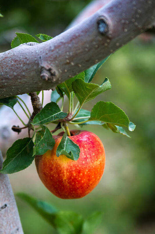 Colorado Agriculture Art Print featuring the photograph Apples Hanging in the Tree by Teri Virbickis