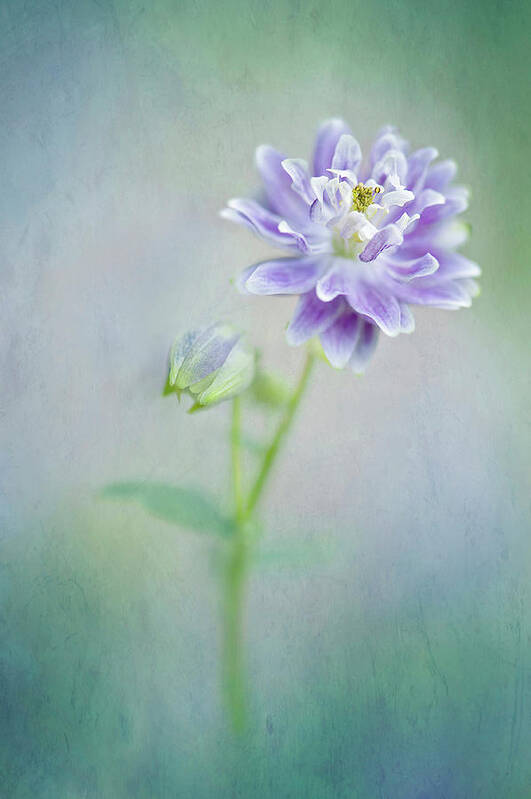 Buckinghamshire Art Print featuring the photograph Aquilegia by Jacky Parker Photography