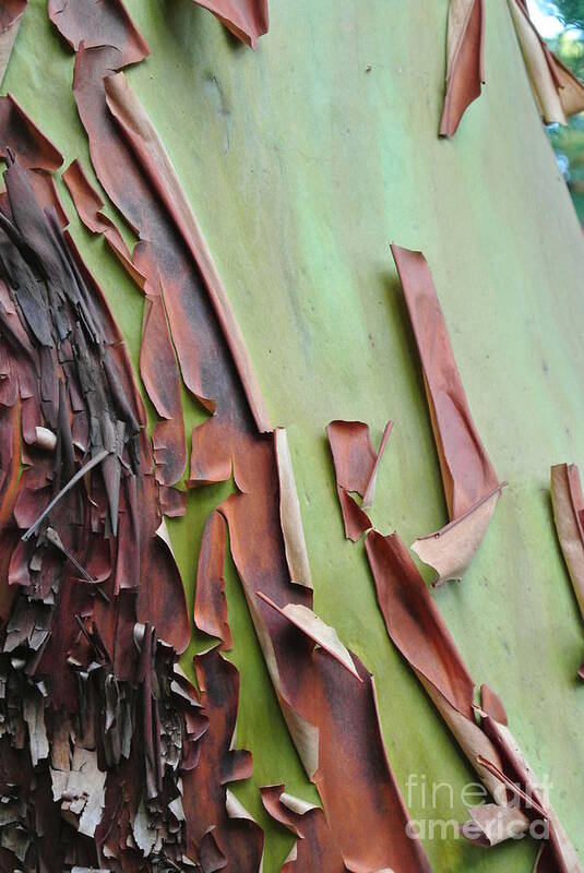  Art Print featuring the photograph Arbutus Bark Peeling by Sharron Cuthbertson