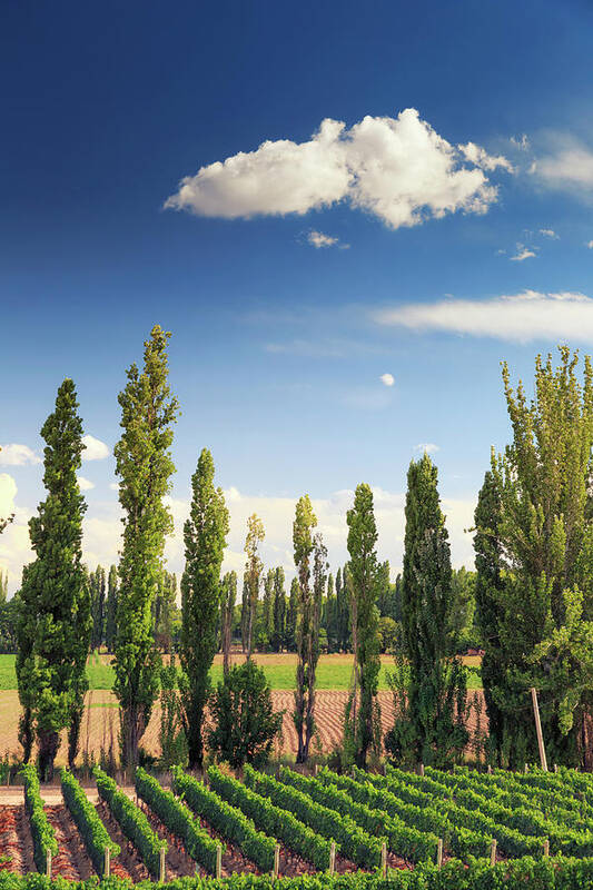 In A Row Art Print featuring the photograph Argentina, Mendoza, Wineries by Michele Falzone