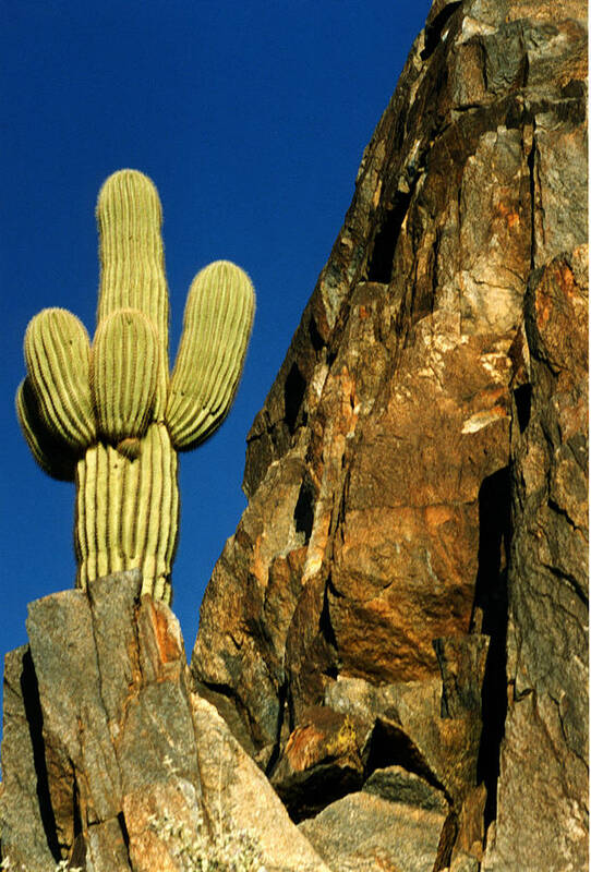 Landscape Art Print featuring the photograph Arizona Sagauro Cactus by Robert Lozen