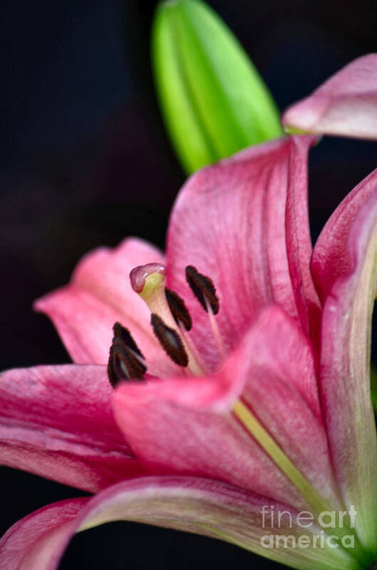 Asiatic Lily Art Print featuring the photograph Asiatic Lily by Deb Halloran