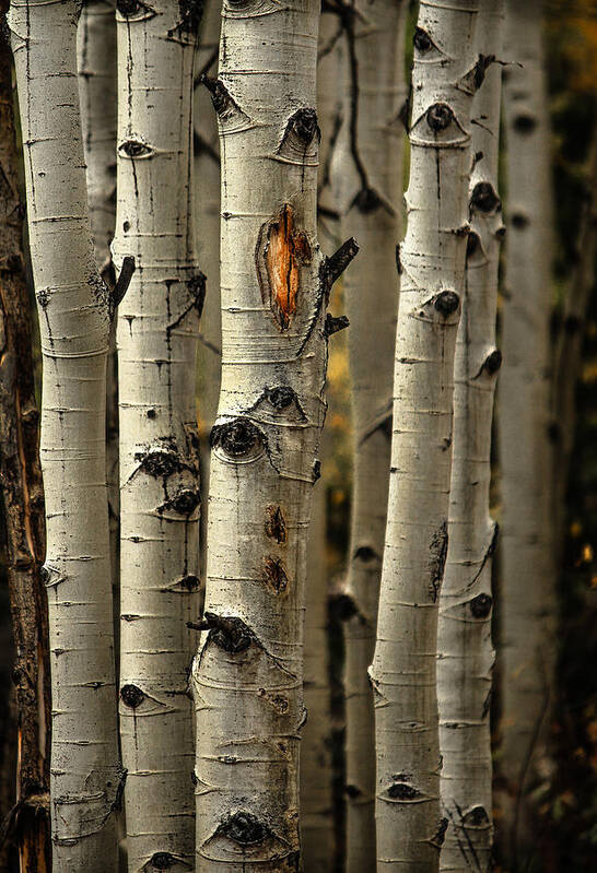 Aspens Art Print featuring the photograph Aspens 4 2014 by Jim Painter