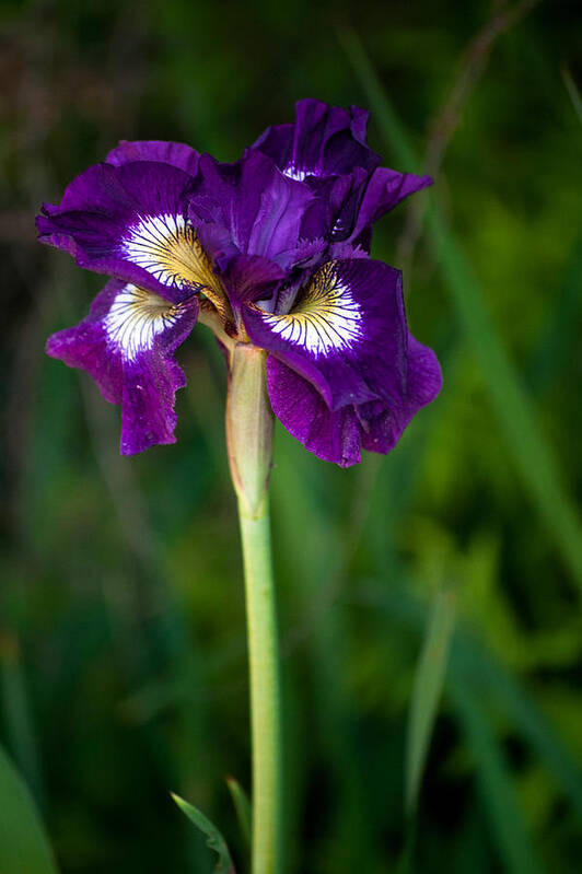 Iris Art Print featuring the photograph Attention by Penny Lisowski