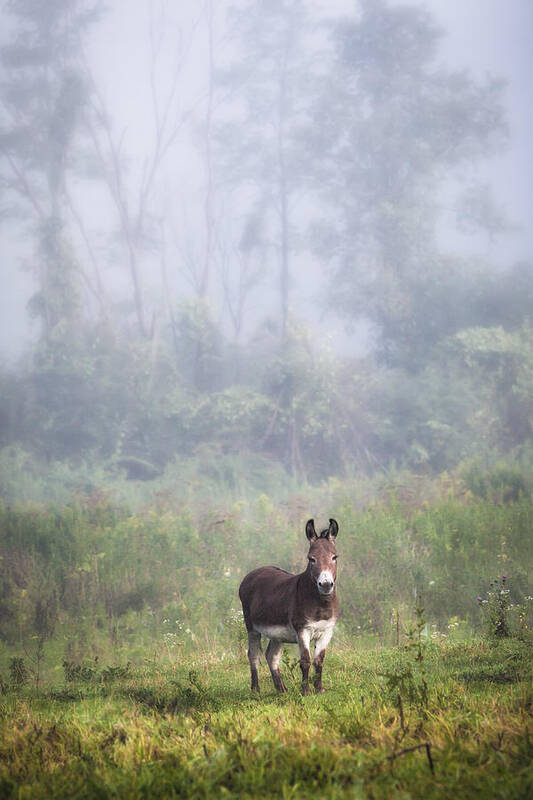 Animals Art Print featuring the photograph August morning - Donkey in the field. by Gary Heller