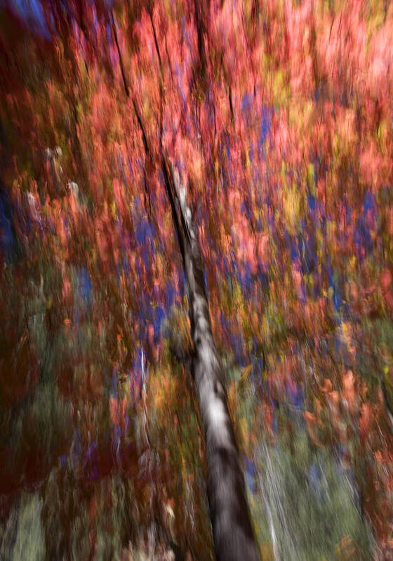 Creek Art Print featuring the photograph Autumn Abstract by Sue Cullumber