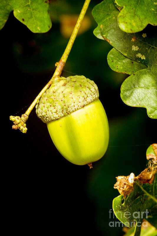 Acorn Art Print featuring the photograph Autumn Acorn by Matt Malloy