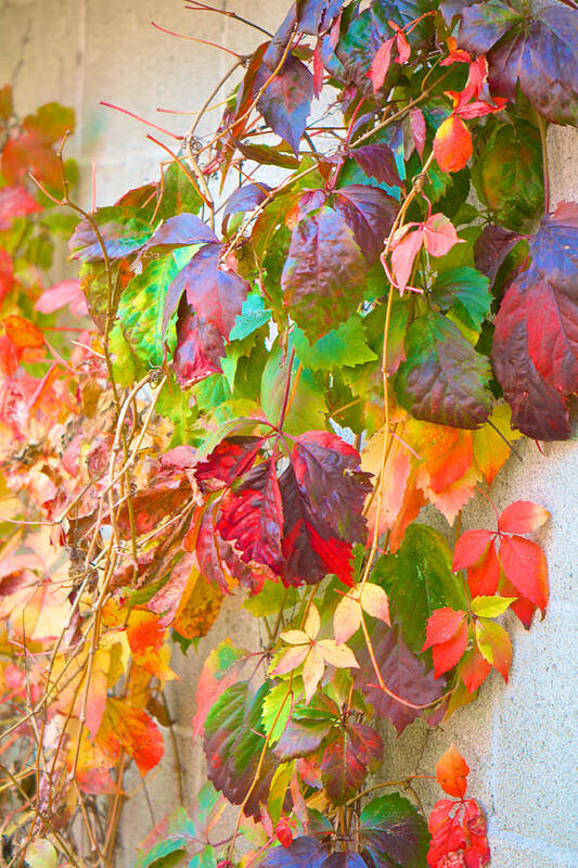 Autumn Art Print featuring the photograph Autumn Colors of Virginia Creeper by Kristin Hatt