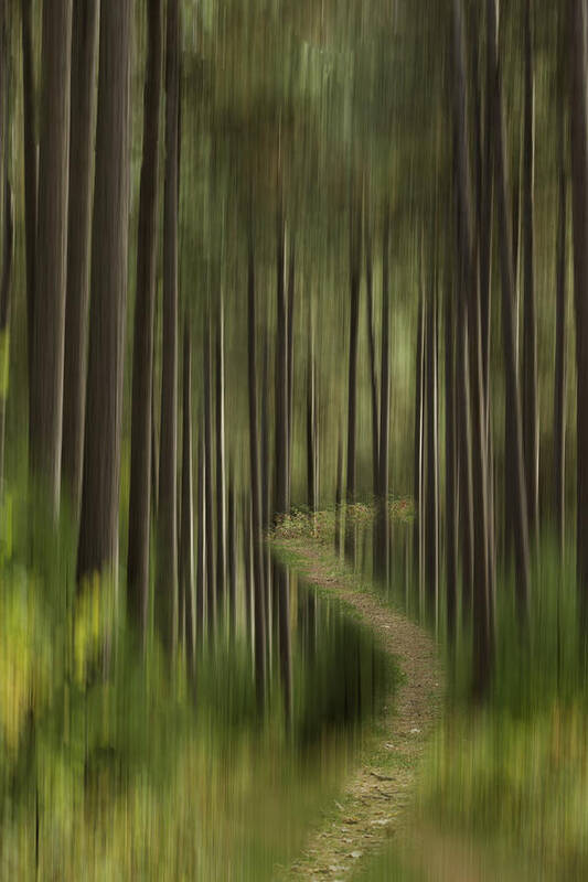 Forest Art Print featuring the photograph Autumn Forest Abstract Version 1 by Thomas Young