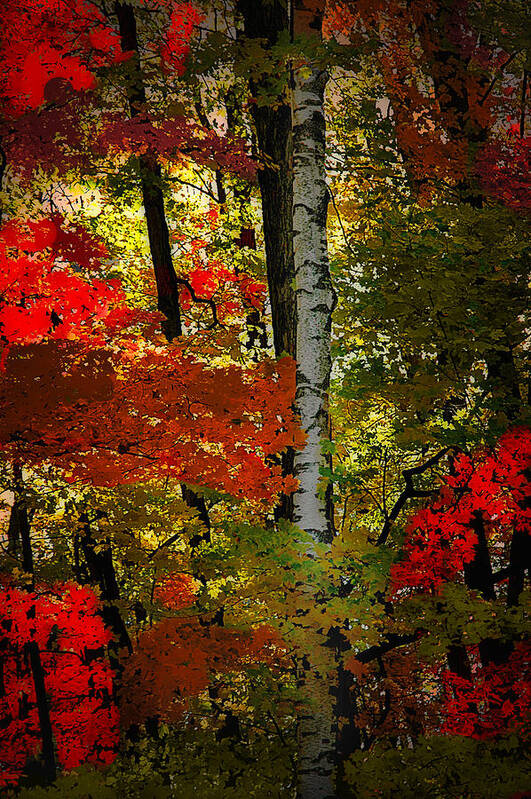 Autumn In The Forest Art Print featuring the photograph Autumn in the forest by Patrick Boening