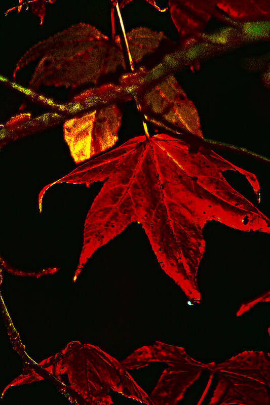 Red Leaves Art Print featuring the photograph Autumn Leaves by Lesa Fine