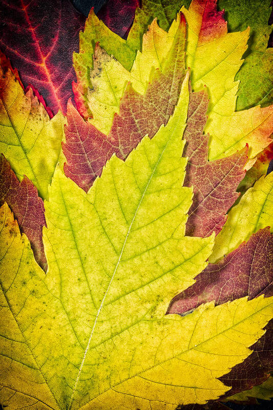 3scape Art Print featuring the photograph Autumn Maple Leaves by Adam Romanowicz