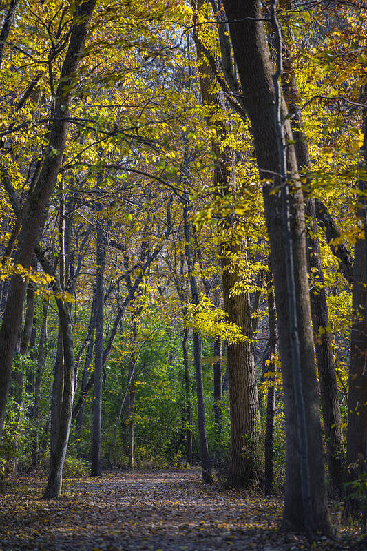 Fall Art Print featuring the photograph Autumn Trees Alley by Sebastian Musial