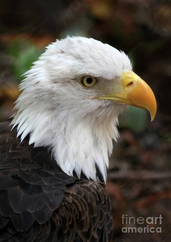 Eagle Art Print featuring the photograph Awesome American Bald Eagle by Sabrina L Ryan