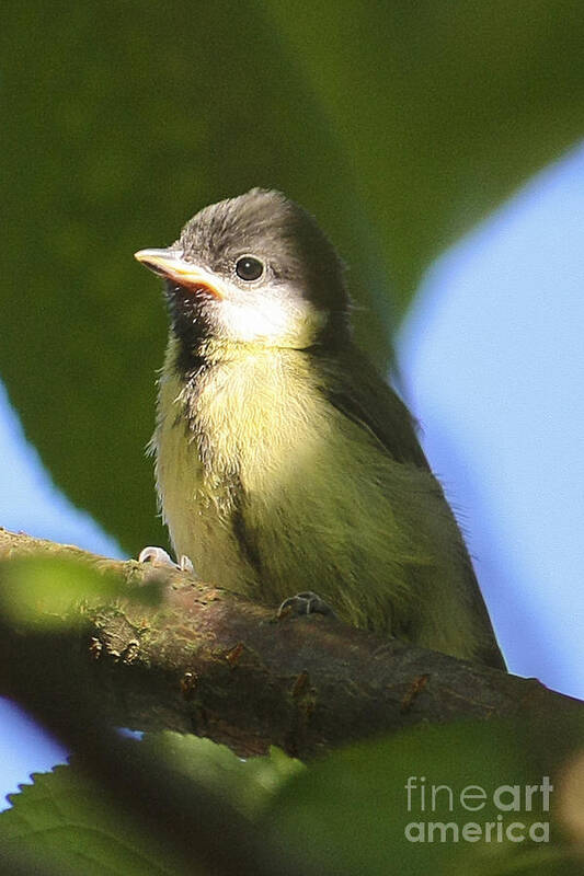 Bird Art Print featuring the photograph Baby Coal Tit by Terri Waters
