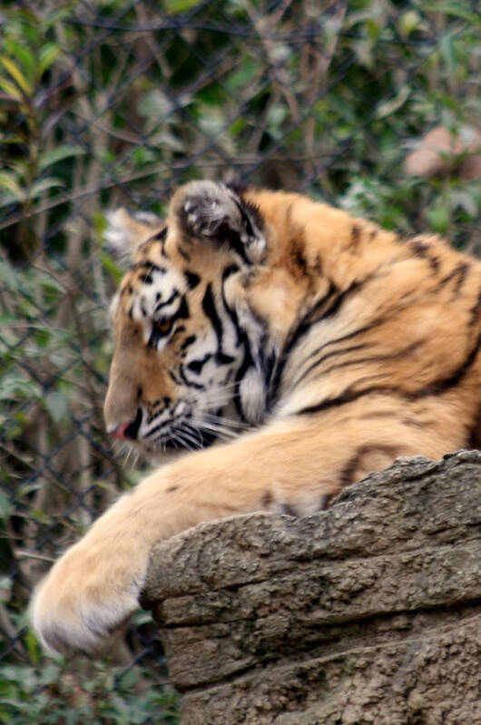 Tiger Art Print featuring the photograph Baby Tiger by Sandy Fraser