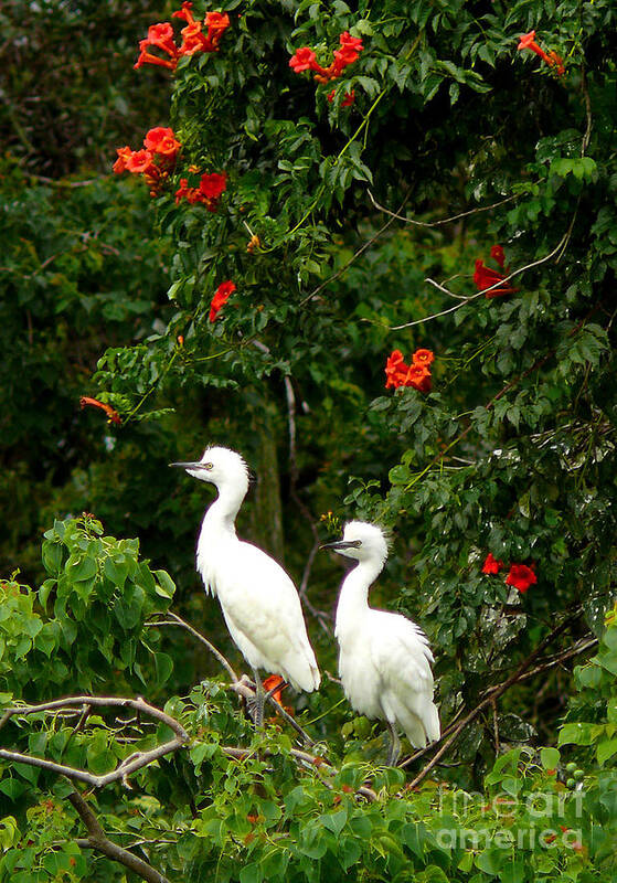 New Orleans Art Print featuring the photograph Baby White Egrets by Jeanne Woods