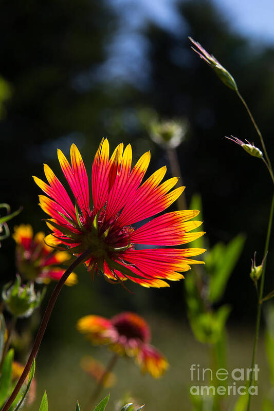 Indian Blanket Art Print featuring the photograph Backlit Indian Blanket by Jim McCain