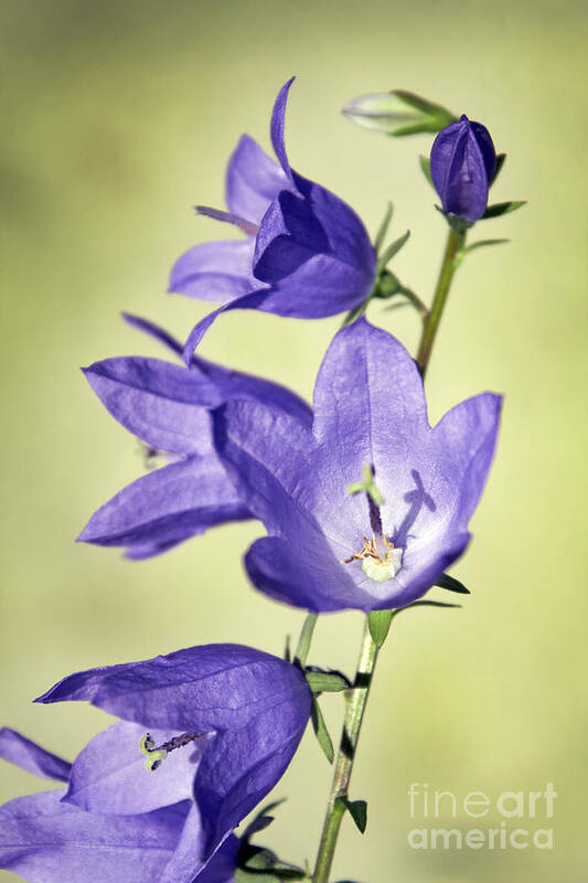 Blue Art Print featuring the photograph Balloon Flowers by Tony Cordoza