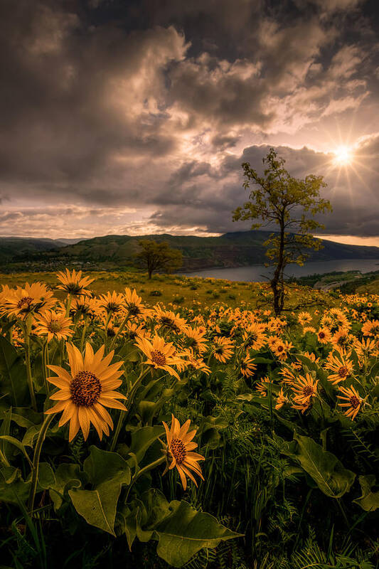 Rowena Crest Art Print featuring the photograph Balsamroot Heaven by Dan Mihai