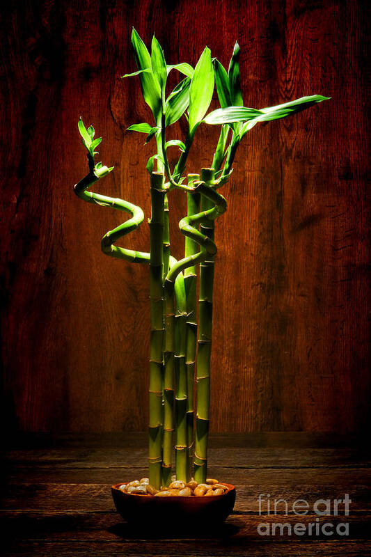 Lucky Art Print featuring the photograph Bambooesque by Olivier Le Queinec