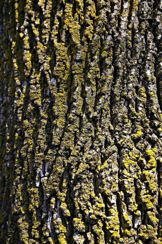 Tree Art Print featuring the photograph Bark 2 by Henry Kowalski