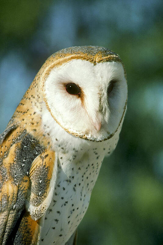 Alba Art Print featuring the photograph Barn Owl by Gerald C. Kelley