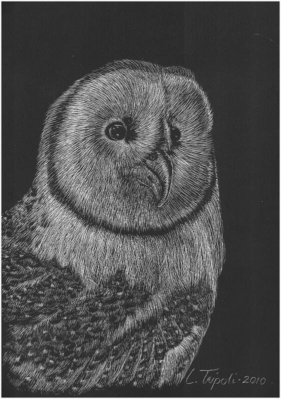 Wildlife Art Print featuring the drawing Barn Owl by Lawrence Tripoli