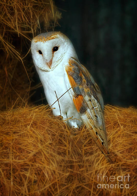 Barn Owl Art Print featuring the photograph Barn Owl by Louise Heusinkveld