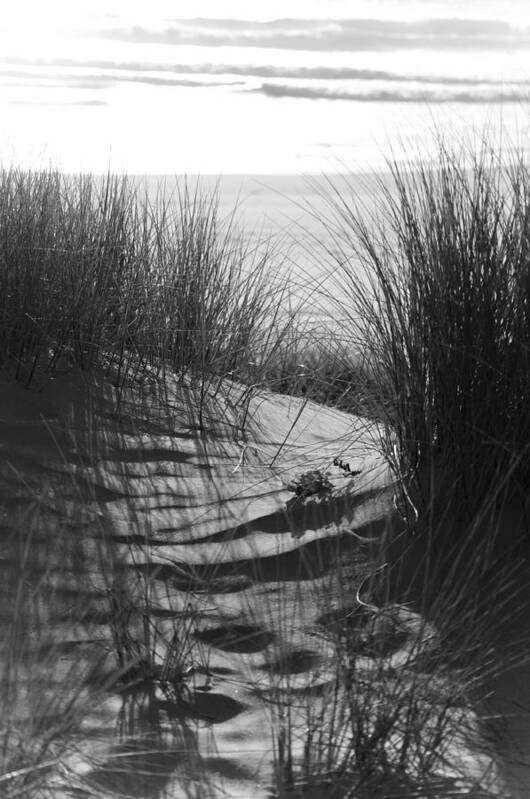 Beach Art Print featuring the photograph Beachgrass by Adria Trail