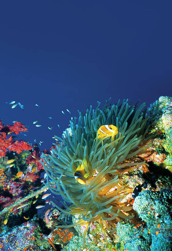 Underwater Art Print featuring the photograph Beautiful Sea Life by Ultramarinfoto
