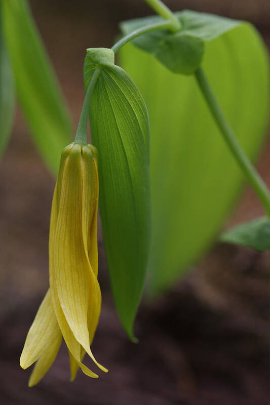 Bellwort Art Print featuring the photograph Bellwort Or Uvularia grandiflora by Daniel Reed
