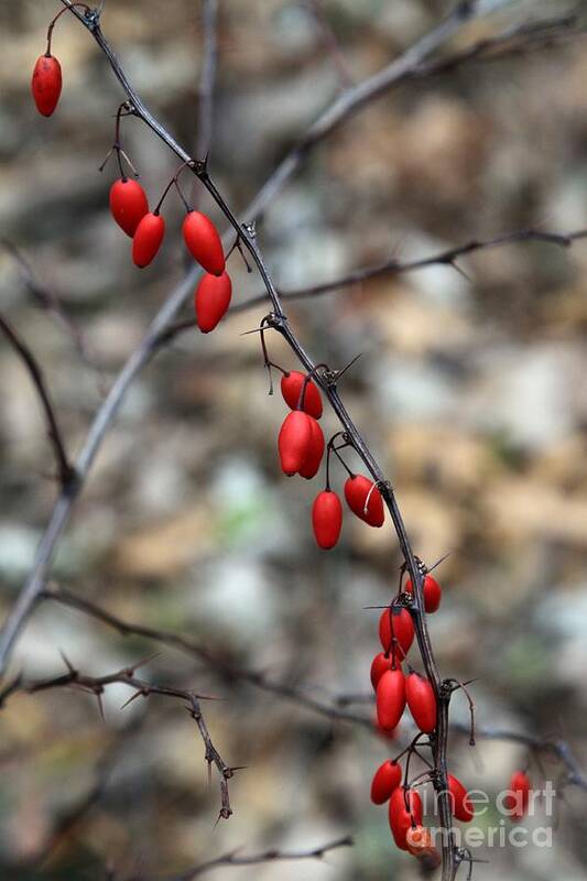 Red Art Print featuring the photograph Berries by Rick Rauzi